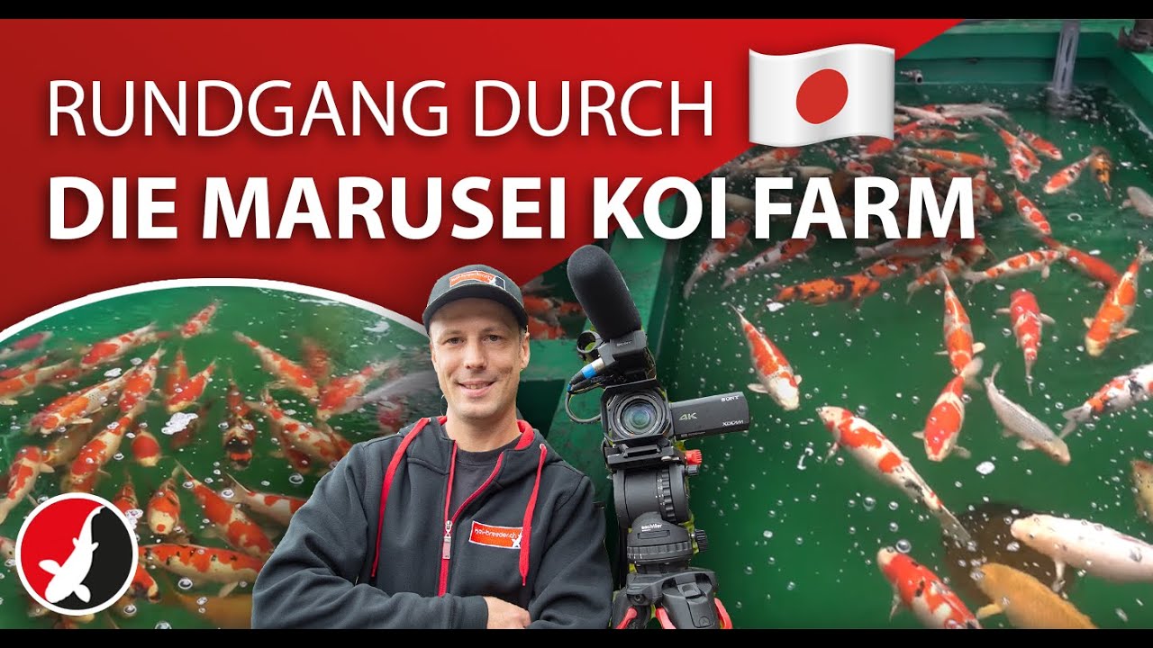 Rundgang auf der Marusei Koi Farm!