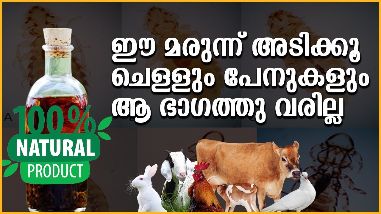 Organic medicine against mite and lace | നിങ്ങൾ അറിയാതെ കോഴികളെ കൊള്ളുന്ന ജീവികൾ | Poultry Media