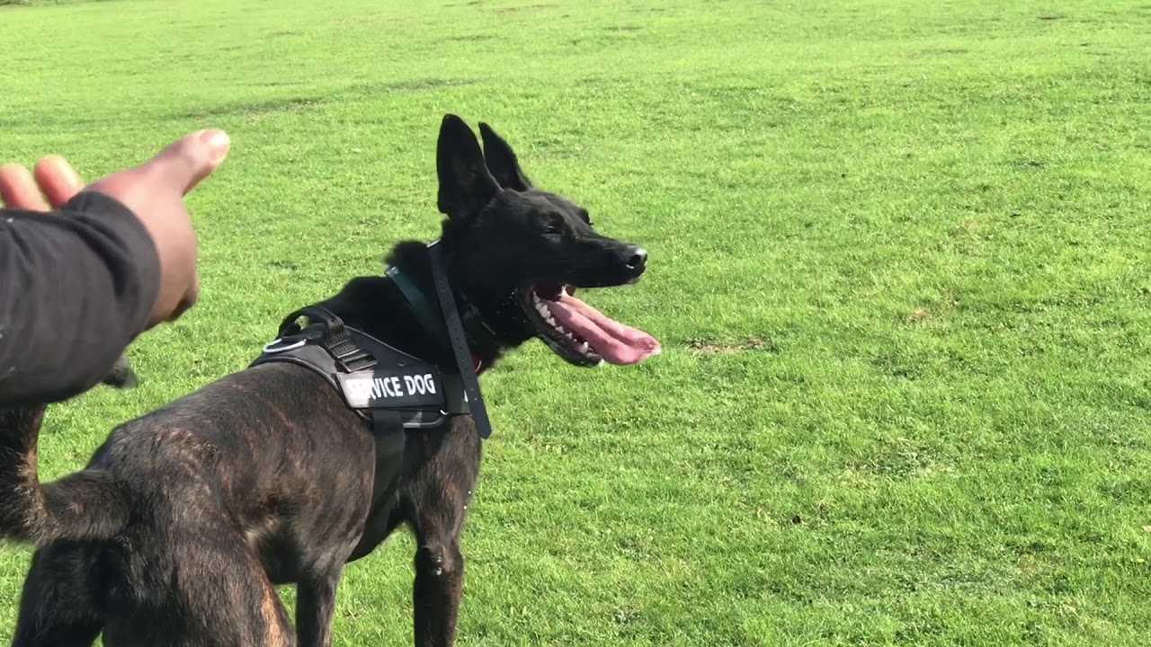 Controlled aggression Dutch Herder Troy