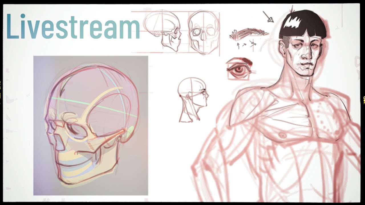 3D to 2D and Back Again - Anatomy, volume, perspective, and some other odds and ends (see chapters)!