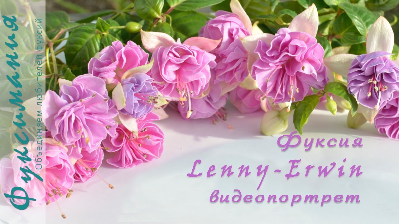 Фуксия Lenny-Erwin, видеопортрет