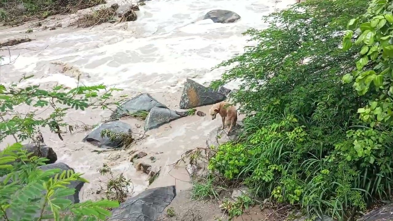 A primeira cheia do Rio da chata do ano de 2026 no município de Agrestina Pernambuco 