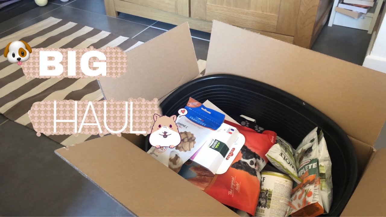 BIG HAUL ANIMAUX ( chien et cochon d’inde ) #2 - Little Boys 🐹