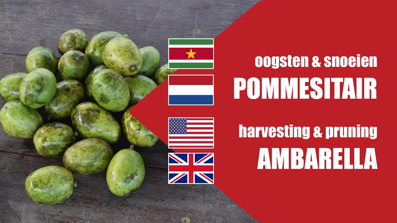 Gezond Fruit | Pommesitair Oogsten en Snoeien