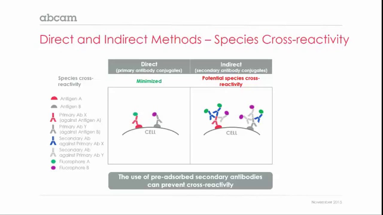 Benefits and limitations of primary and secondary antibody