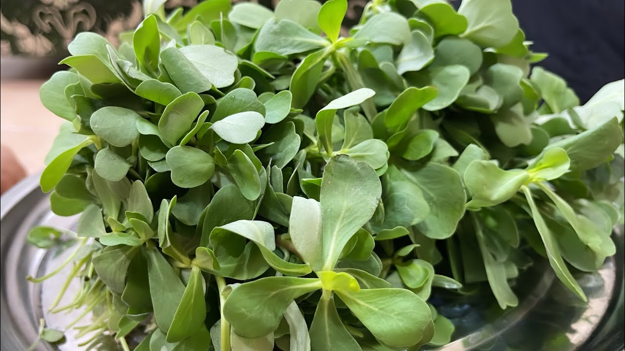 مركة البربين ( البقلة ) بدون لحم