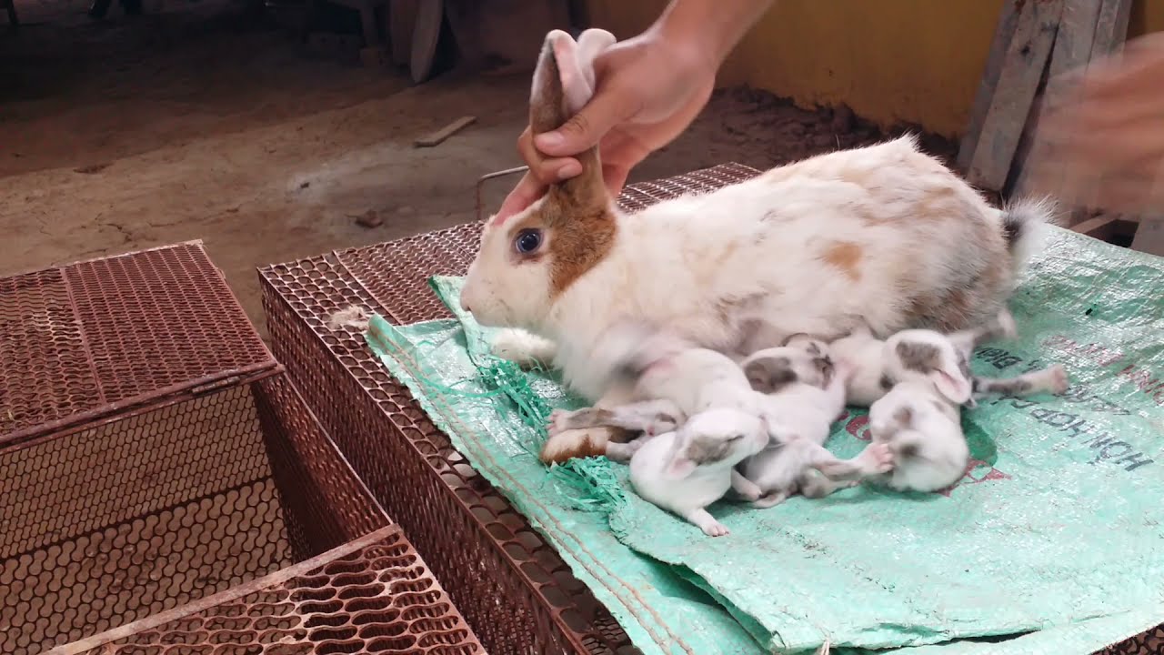 Rabbit breastfeeding baby. What to do when mother rabbit is not breast feeding her baby kits. clip