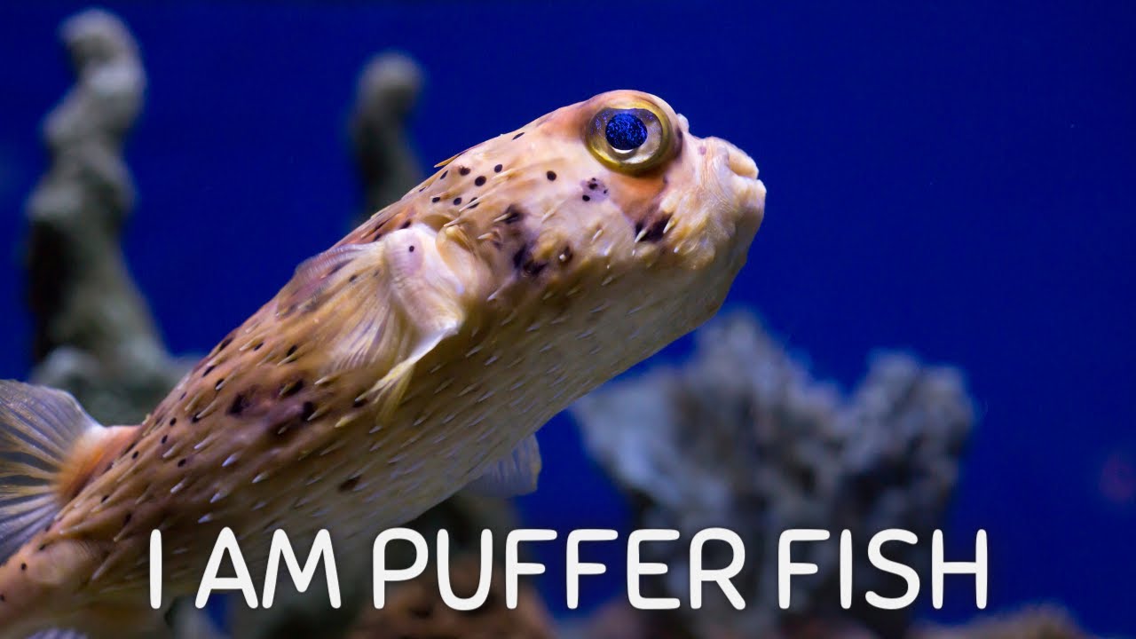 I am Puffer Fish | Fun  Facts for Kids | Underwater World