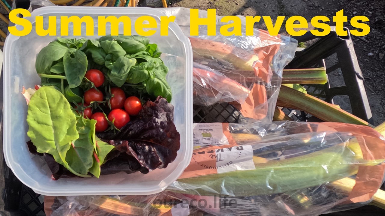 End of May 2024 Allotment Gardening Diary
