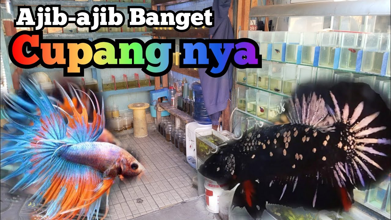 Salut sama orang yang satu ini...masih konsisten maen ikan Cupang