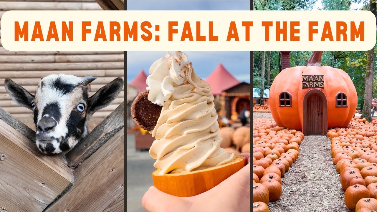 MAAN FARMS in Abbotsford BC | Forest Pumpkin Patch, Animals & Double Pumpkin Spice Cream!