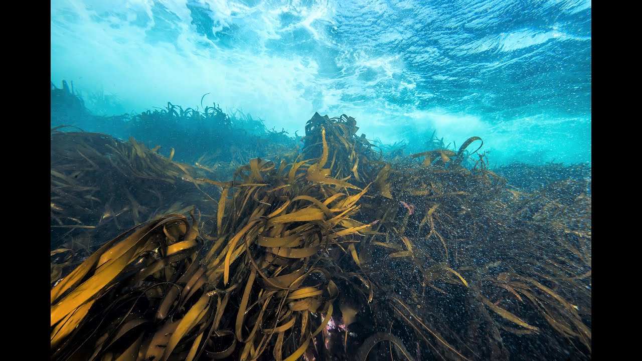 The Norwegian Institute of Marine Research is one of our great partners on the One Ocean Expedition!