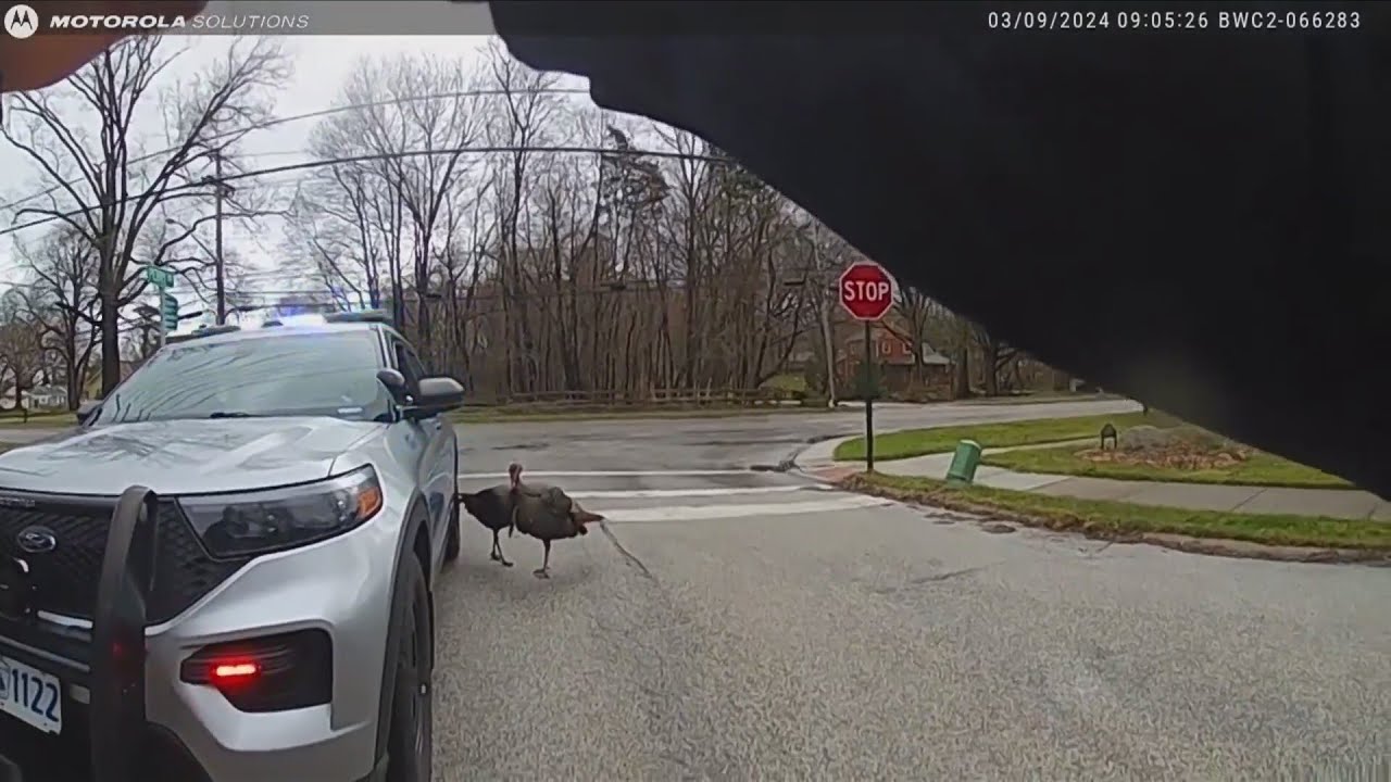 Turkeys Chase Ohio Police Officers During Traffic Stop