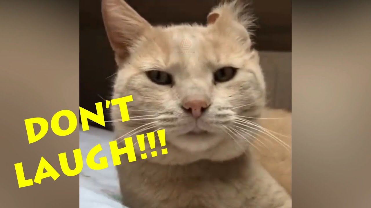 Best Cats Funny Video #7 Try not to laugh 😹😹😹