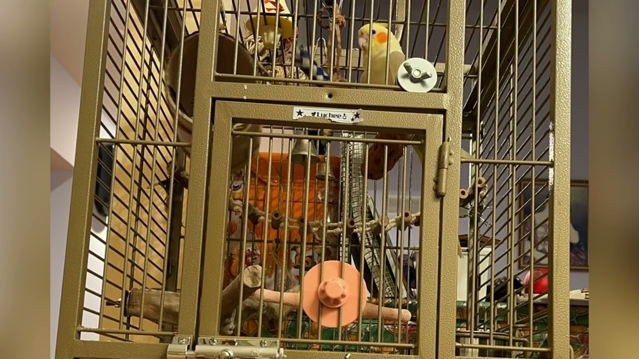 Cockatiel separation anxiety be like&hellip;.