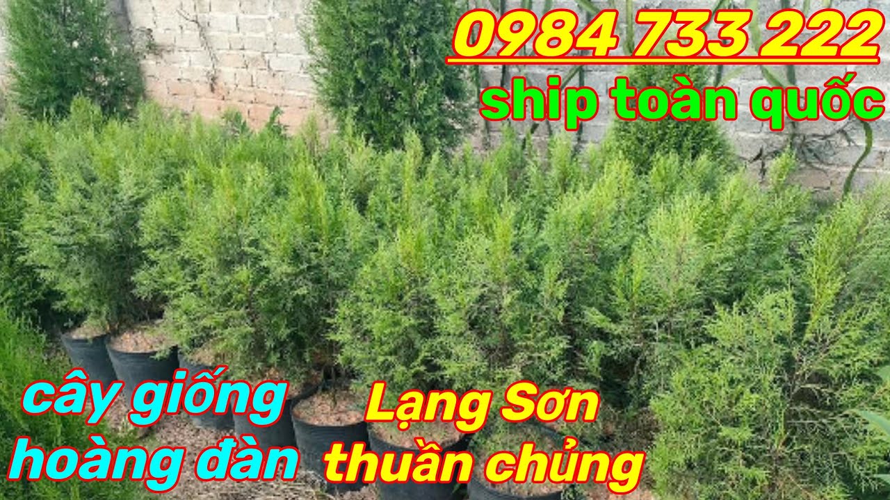 Cây giống Hoàng Đàn Tuyết Lạng Sơn - Hạt giống Hoàng Đàn