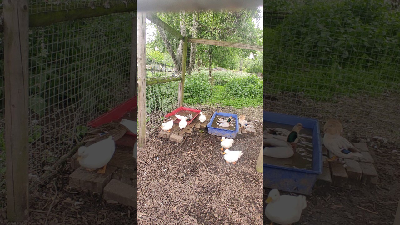 #ducks  #london #exploringlondon with #fluffyandme