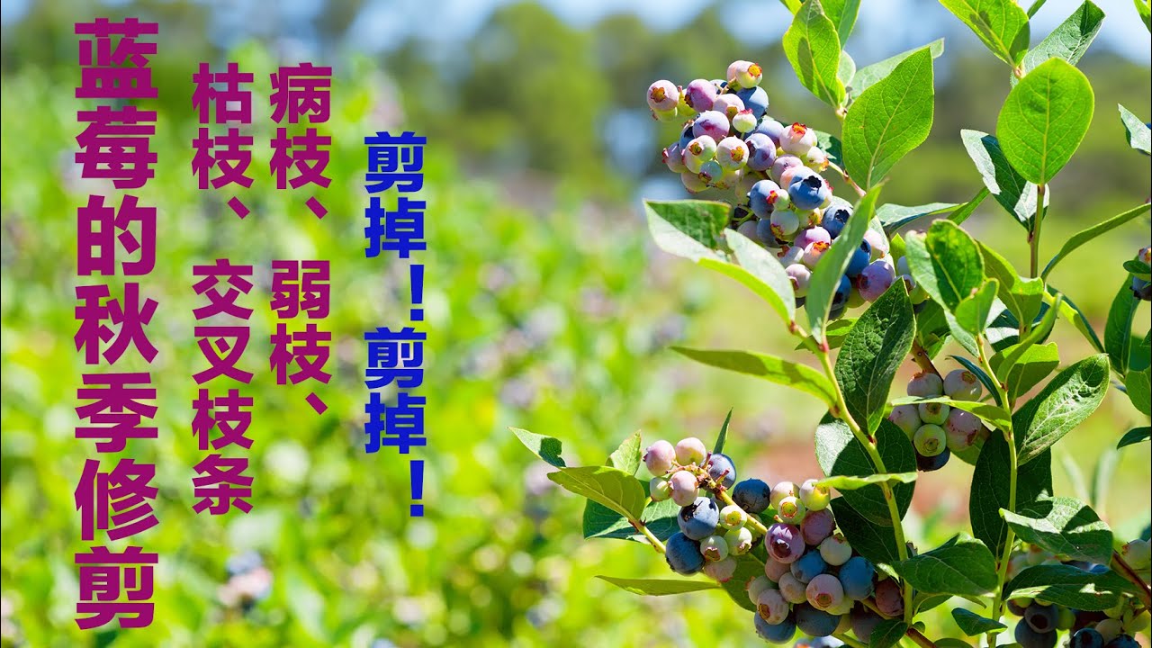 园艺篇No.15，我如何给蓝莓理发？蓝莓的秋季修剪也是要做的。
