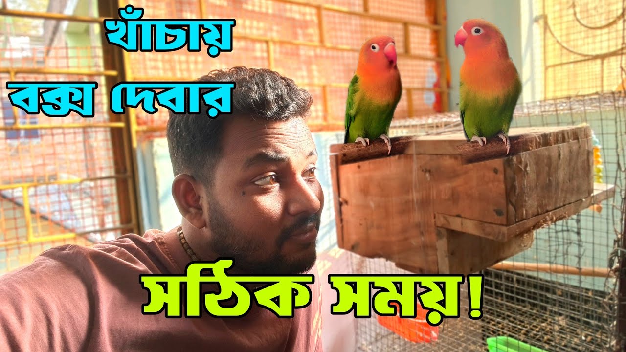 লাভ বার্ডের খাঁচায় বক্স দেবার সঠিক সময় | কখন লাভ বার্ডের খাঁচায় বক্স দিতে হবে | Complete Guide🦜