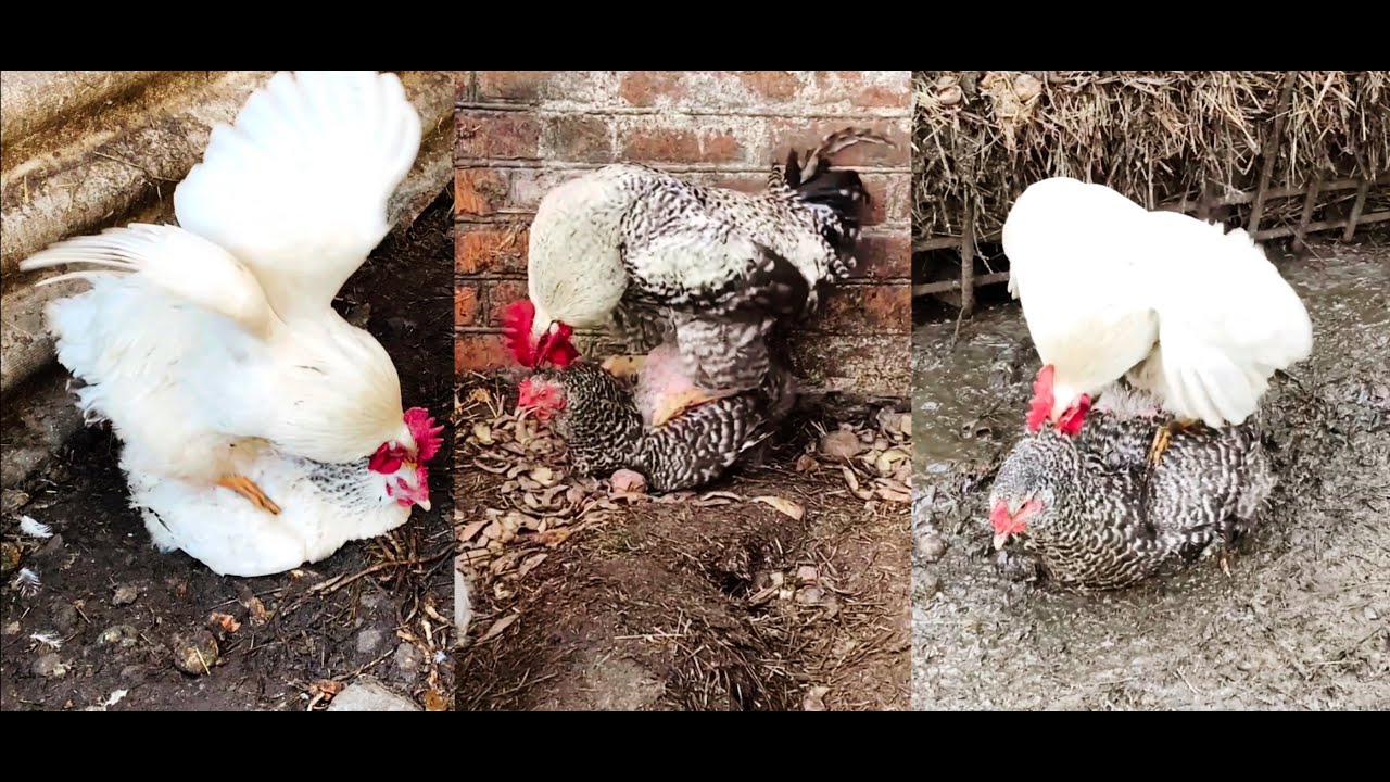 Endlessly energetic roosters