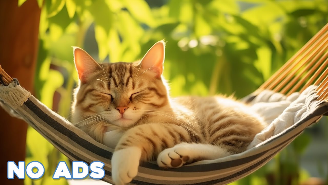12 Hours Of Music For Cat to Fall Into Deep Sleep🐈Stress Relief♬ Heal Stress For Cat Soothing Piano