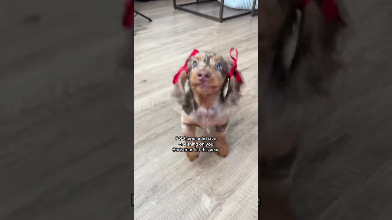 One mini dachshund, please 🎁