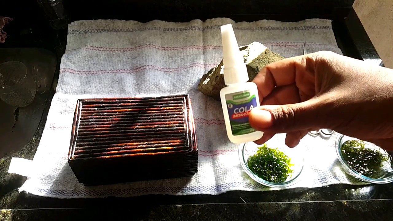 Colando plantas de aquário com SUPERBONDER!