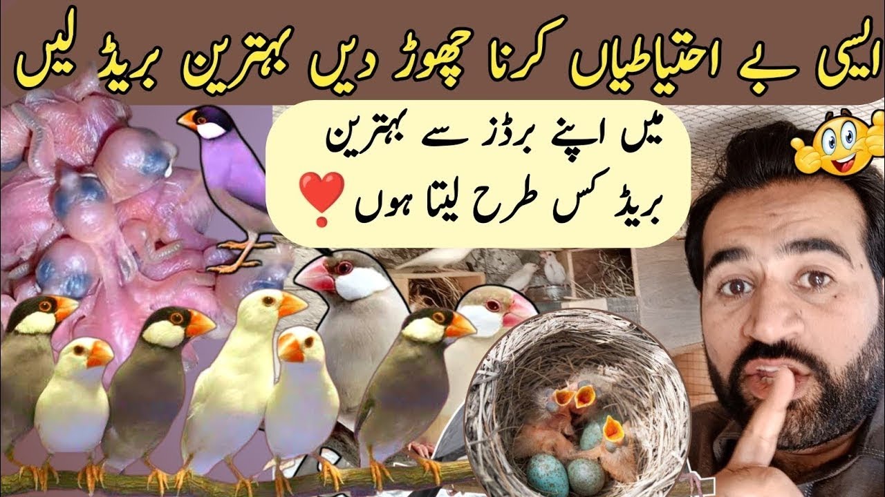 Surprising Java Birds Breeding Result / Bird Breeding Can Be A Profession?❣️🐦