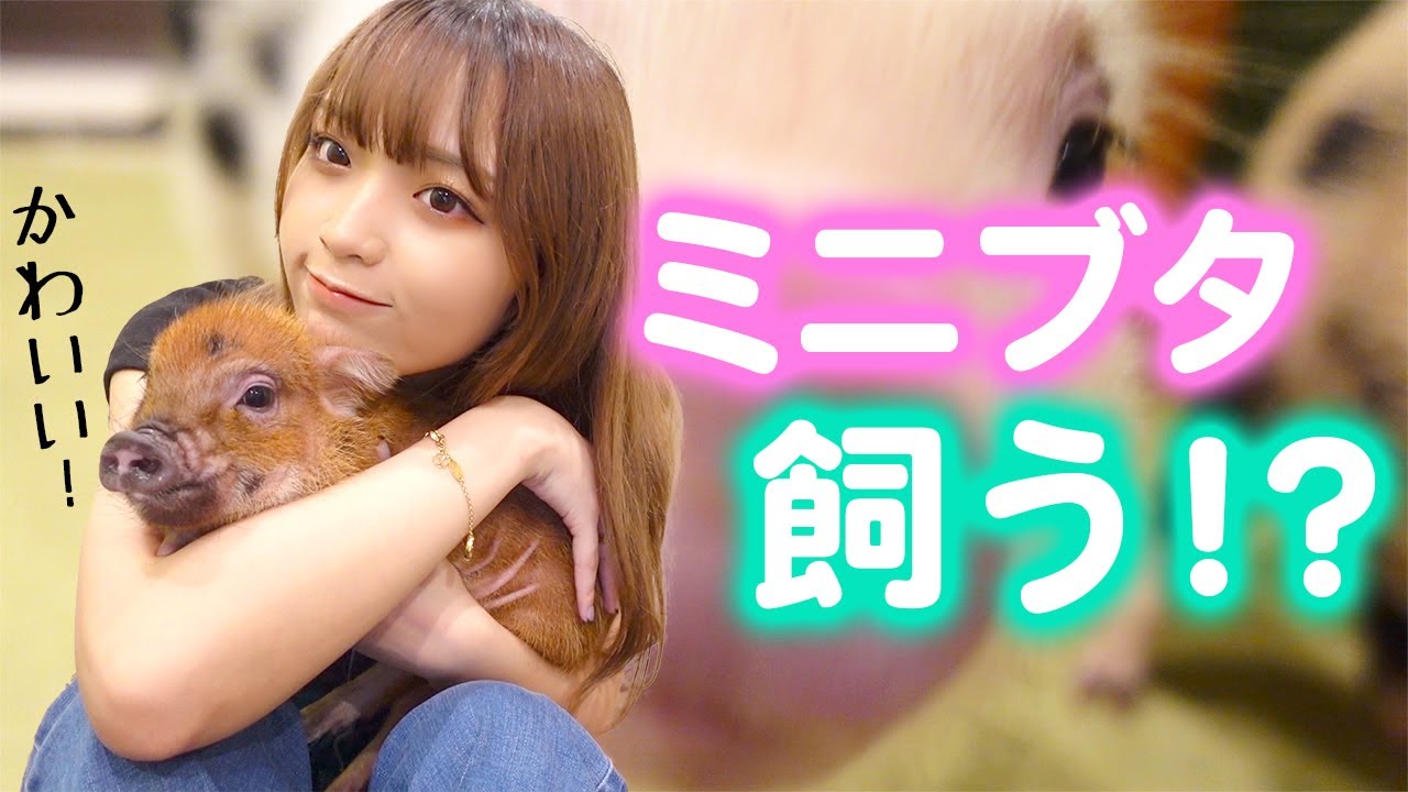 家族が増えることになりそうな予感🐷【ブタさんカフェ】🤍