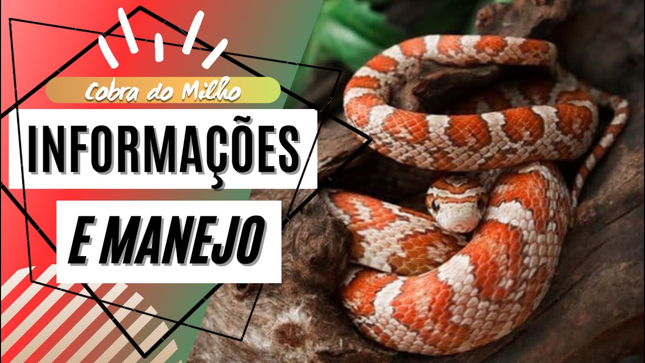Cobra do Milho - Informações e Manejo