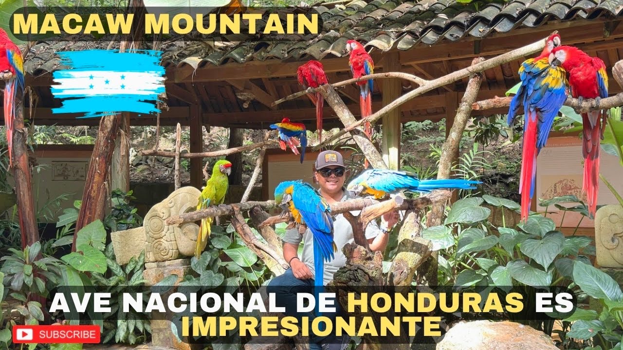 Una las mejes AVES DEL MUNDO EN HONDURAS / Guacamaya Roja en MACAW MOUNTAIN Copán Ruinas 🇭🇳😱