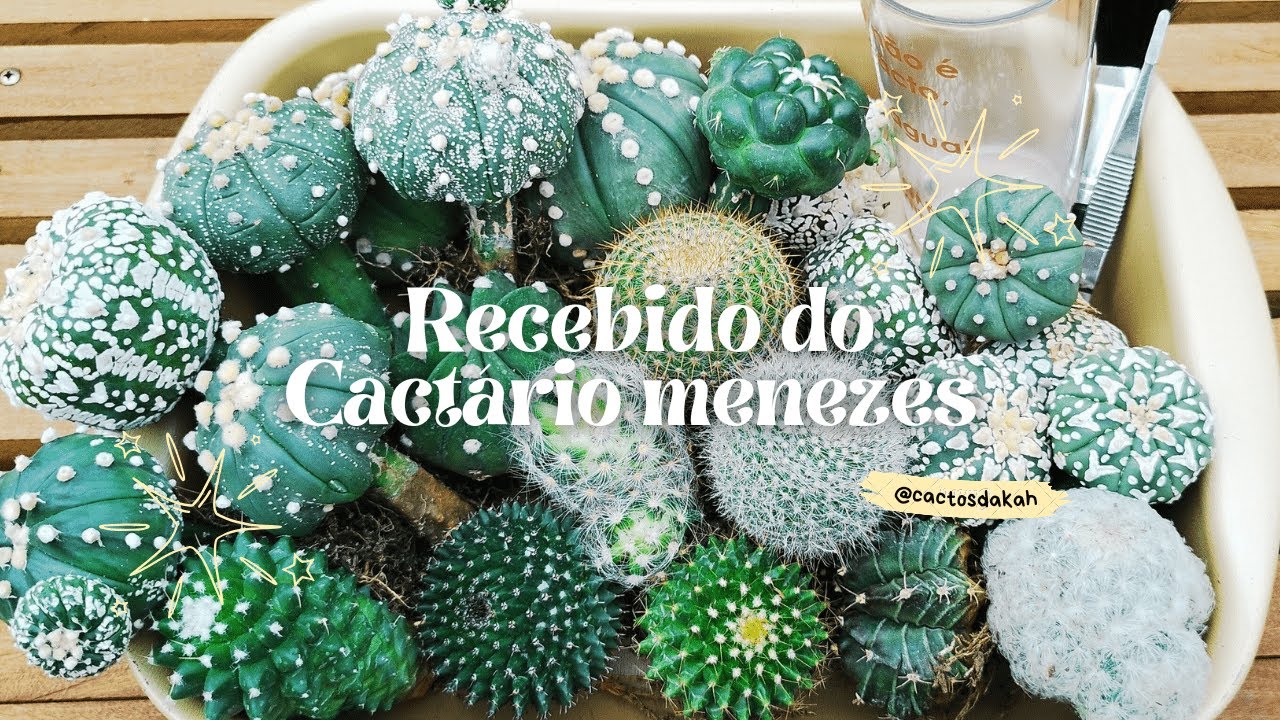 RECEBIDO: CACTARIO MENEZES - Mais uma caixa linda recheada de cactos