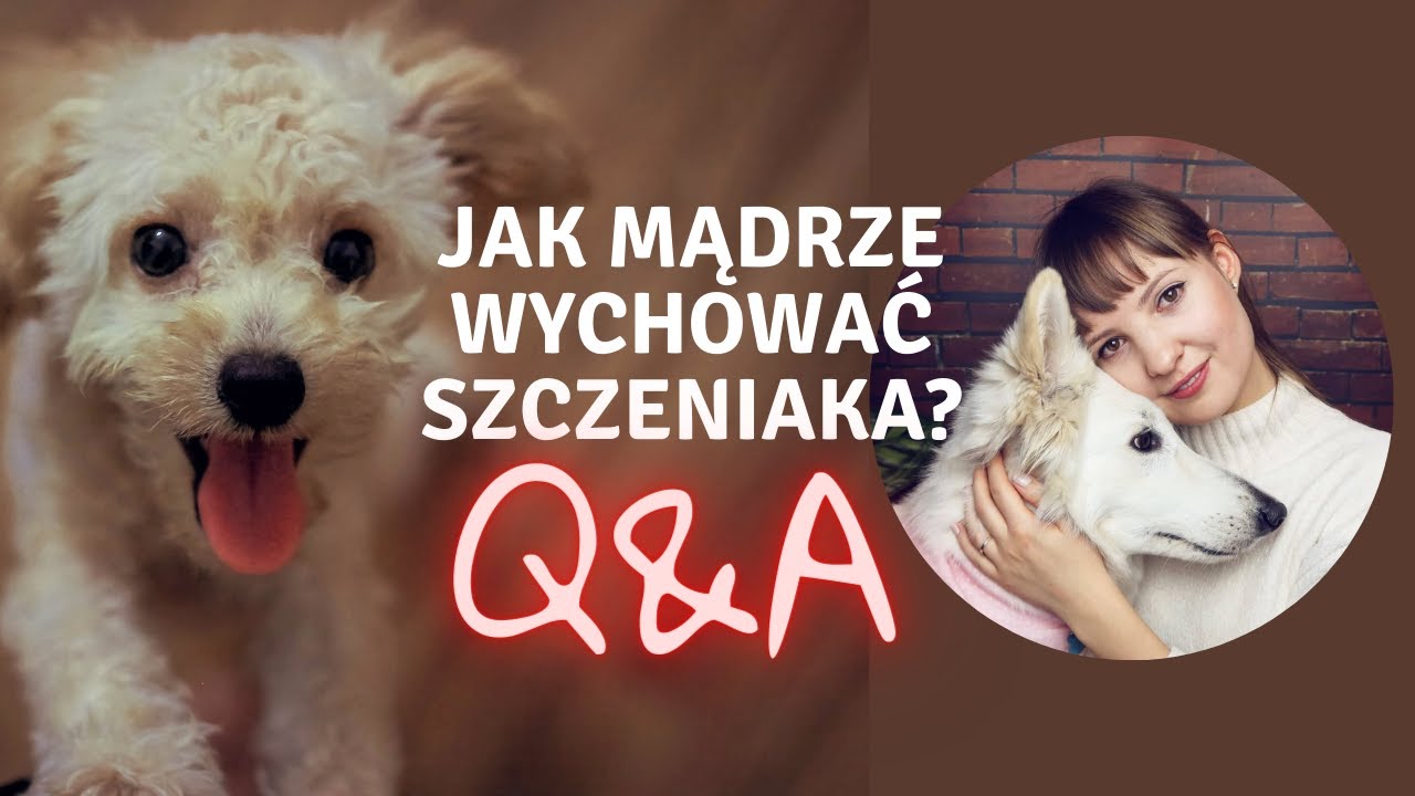 Q&A o SZCZENIAKACH!