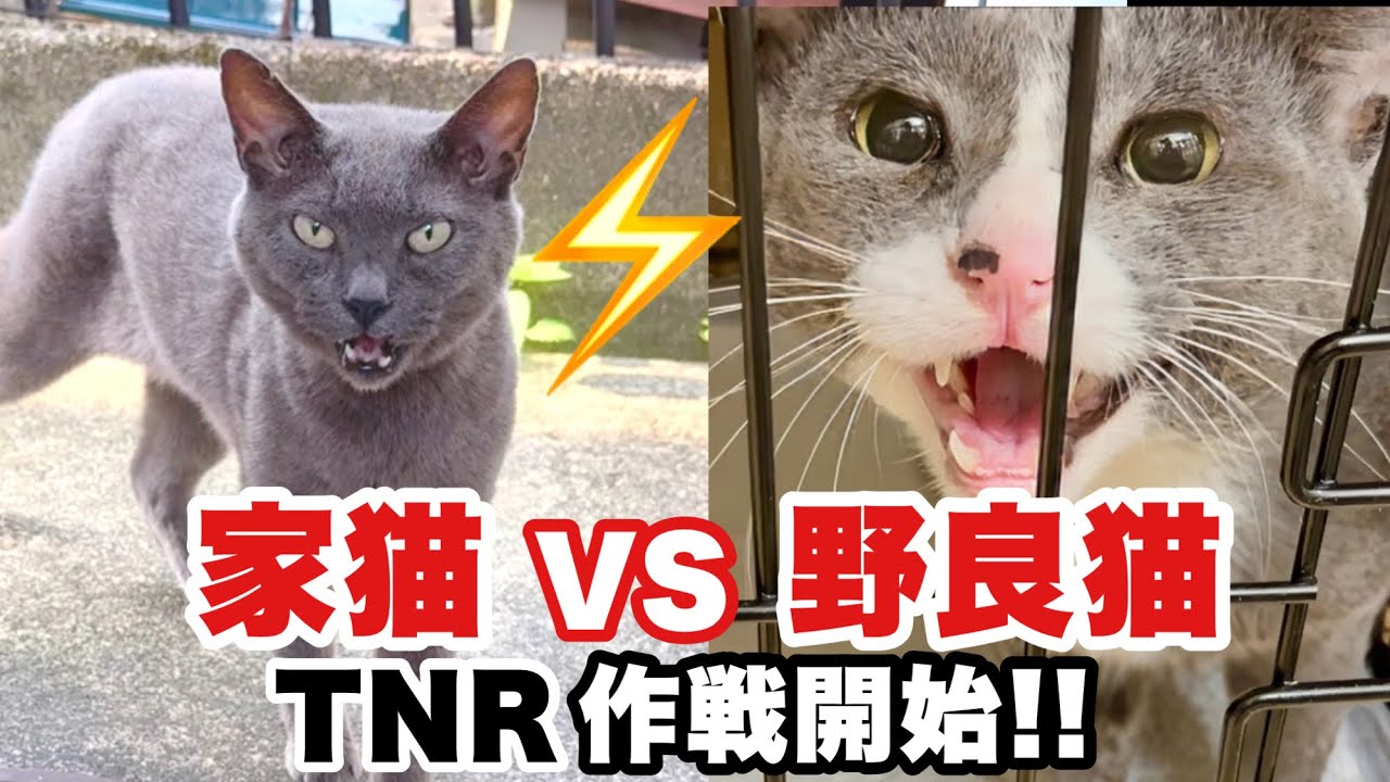  【家猫vs野良猫】 フェンス越し決戦!! TNR作戦開始!!