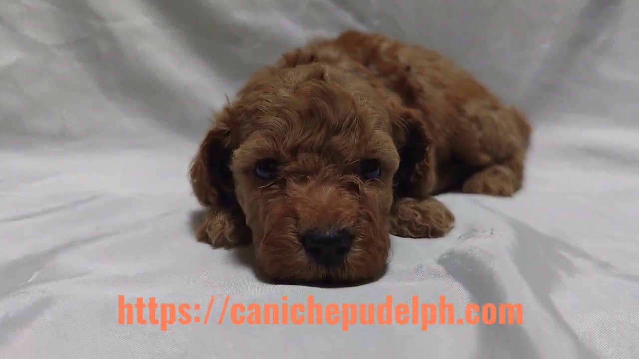 Milo is a four-week-old Toy Poodle puppy.