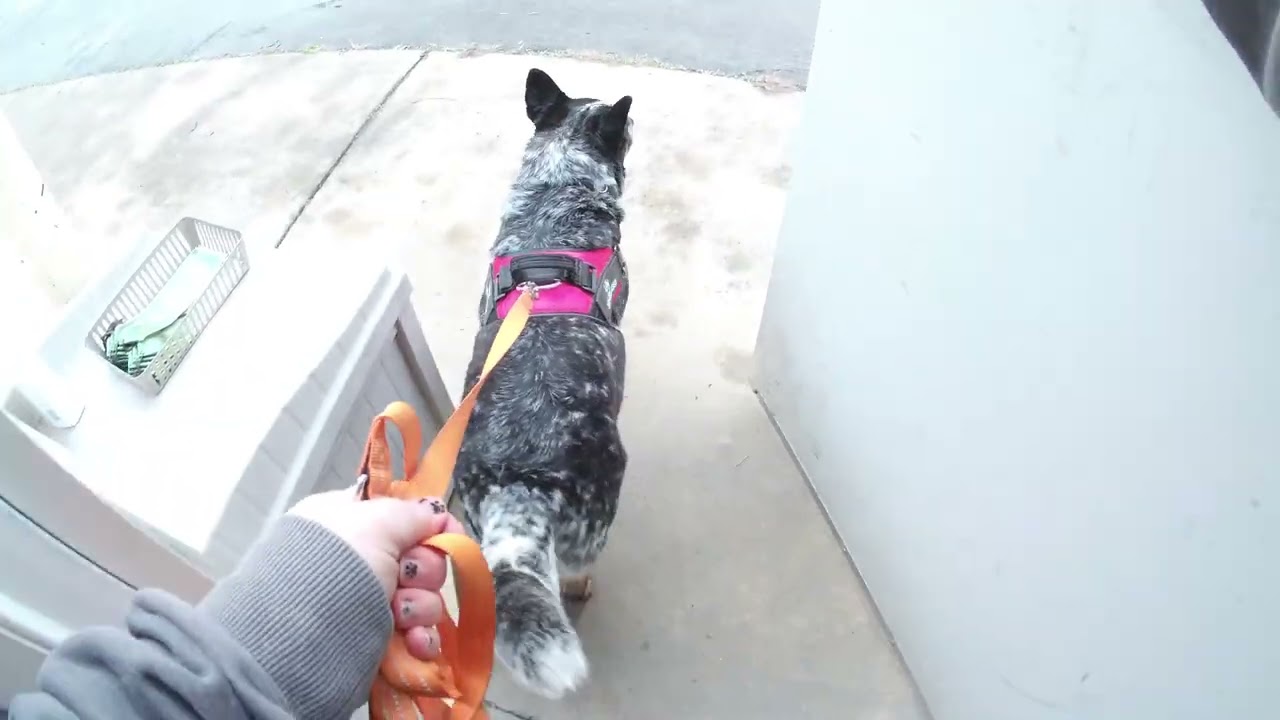 Lily's 2nd Advanced container search