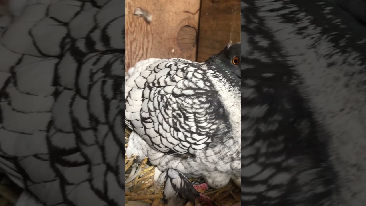 Black Lace Blondinette Pigeon!!!