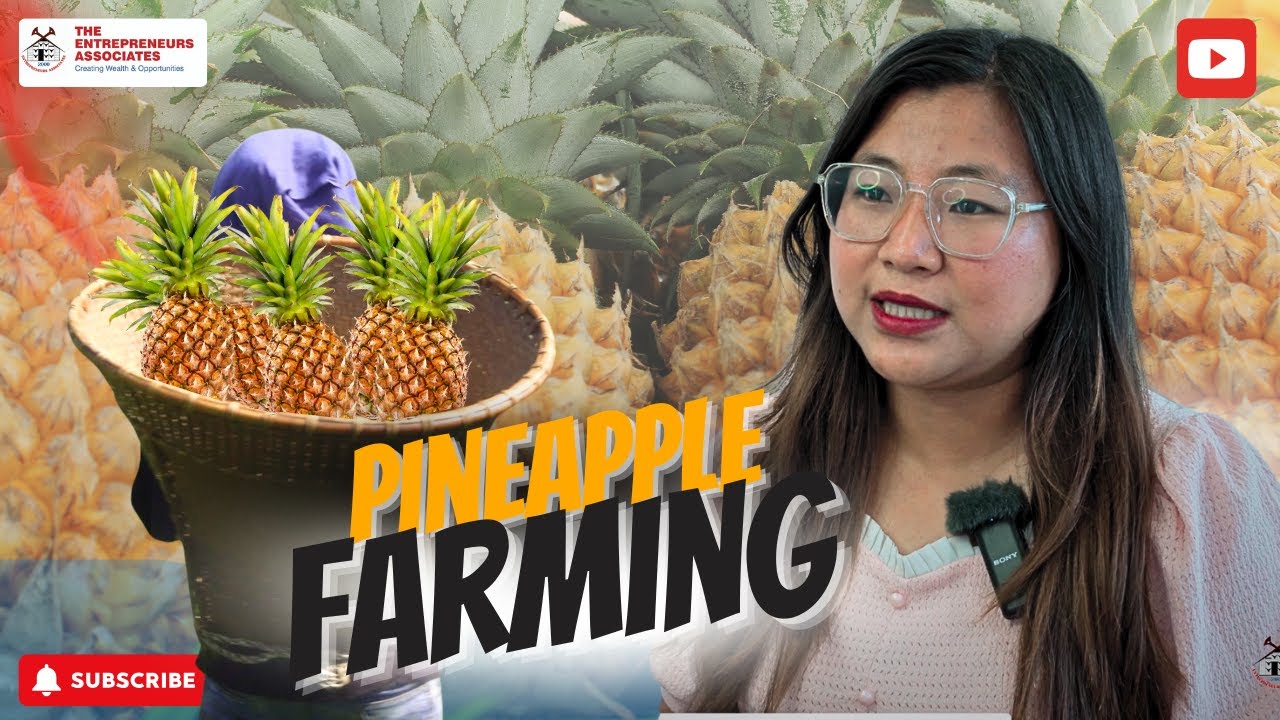 Pineapple Farming I Riizaphema Village I Nagaland