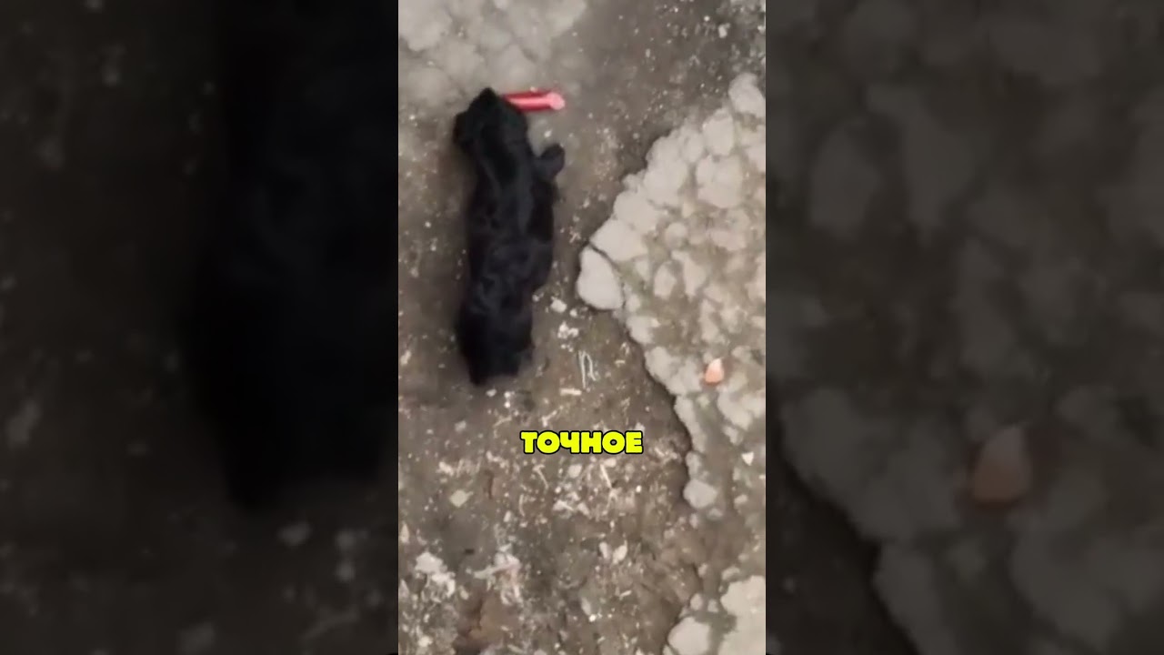 Украинские военные устроили необычную доставку 🐾