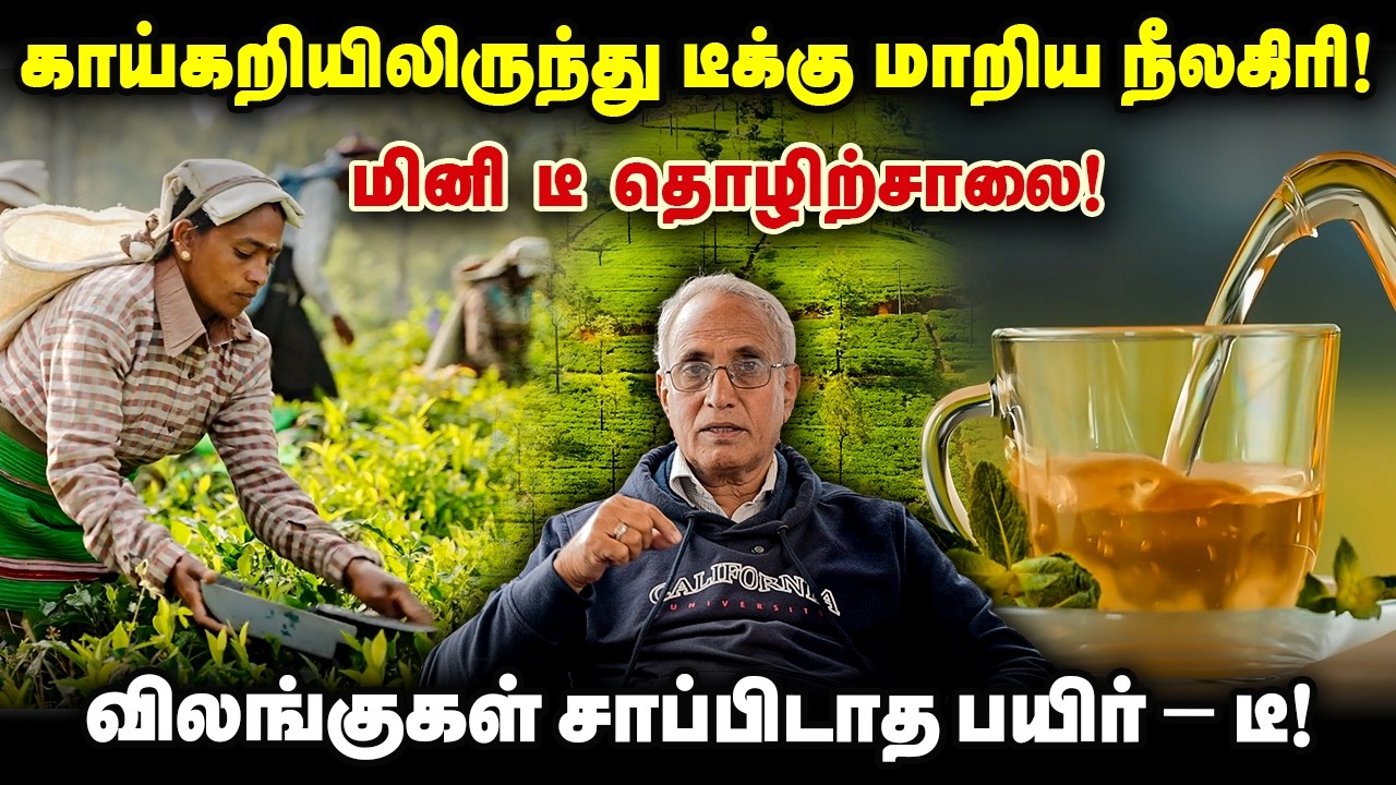 காய்கறியிலிருந்து டீக்கு மாறிய நிலகிரி! மினி டீ தொழிற்சாலை! விலங்குகள் சாப்பிடாத பயிர் - டீ!