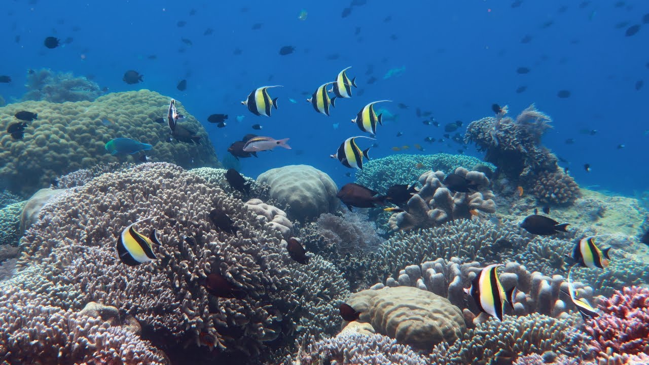 Подводное плавание Северный Сулавеси. Пулау Бунакен. 3WILL Resort HouseReef. Индонезия. апрель 2025