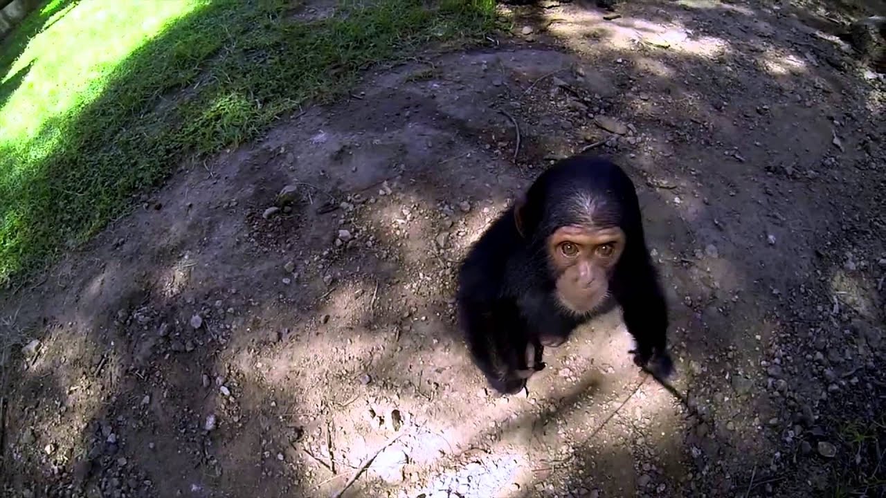 GoPro: Baby Chimpanzee Thabu playing with bubbles at The Jane Goodall Institute, Chimp Eden