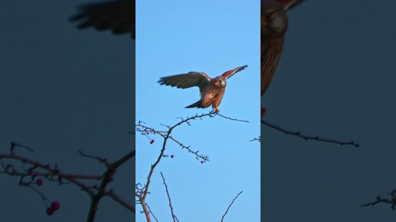 Common Kestrel Bird of prey on branch #birds #kestrel #birdofprey