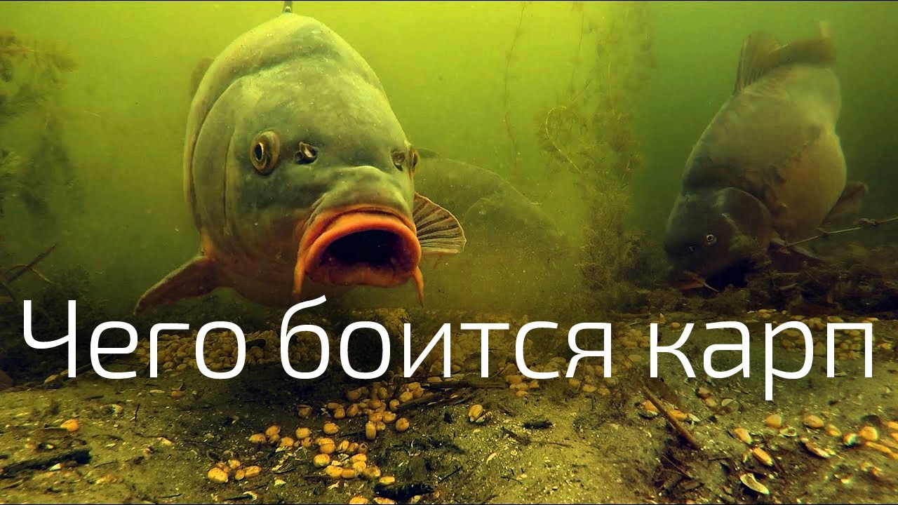 6. Инстинкт самосохранения карпа