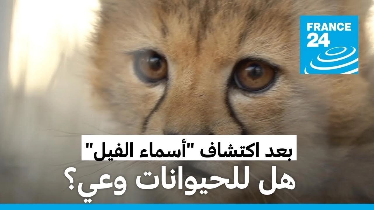 بعد اكتشاف 