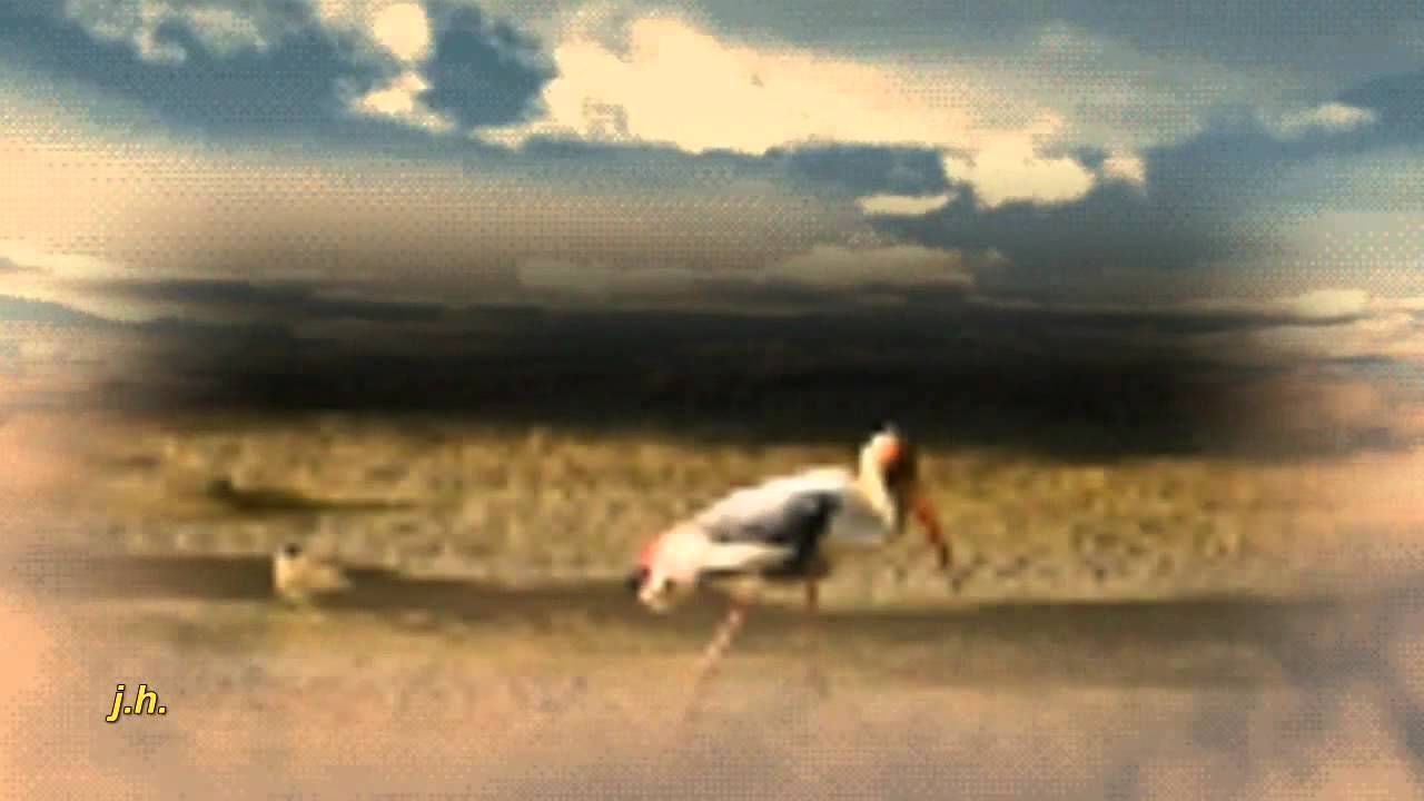 GÓLYA -GÓLYA  HOSSZÚ  LÁBÚ  GÓLYA.