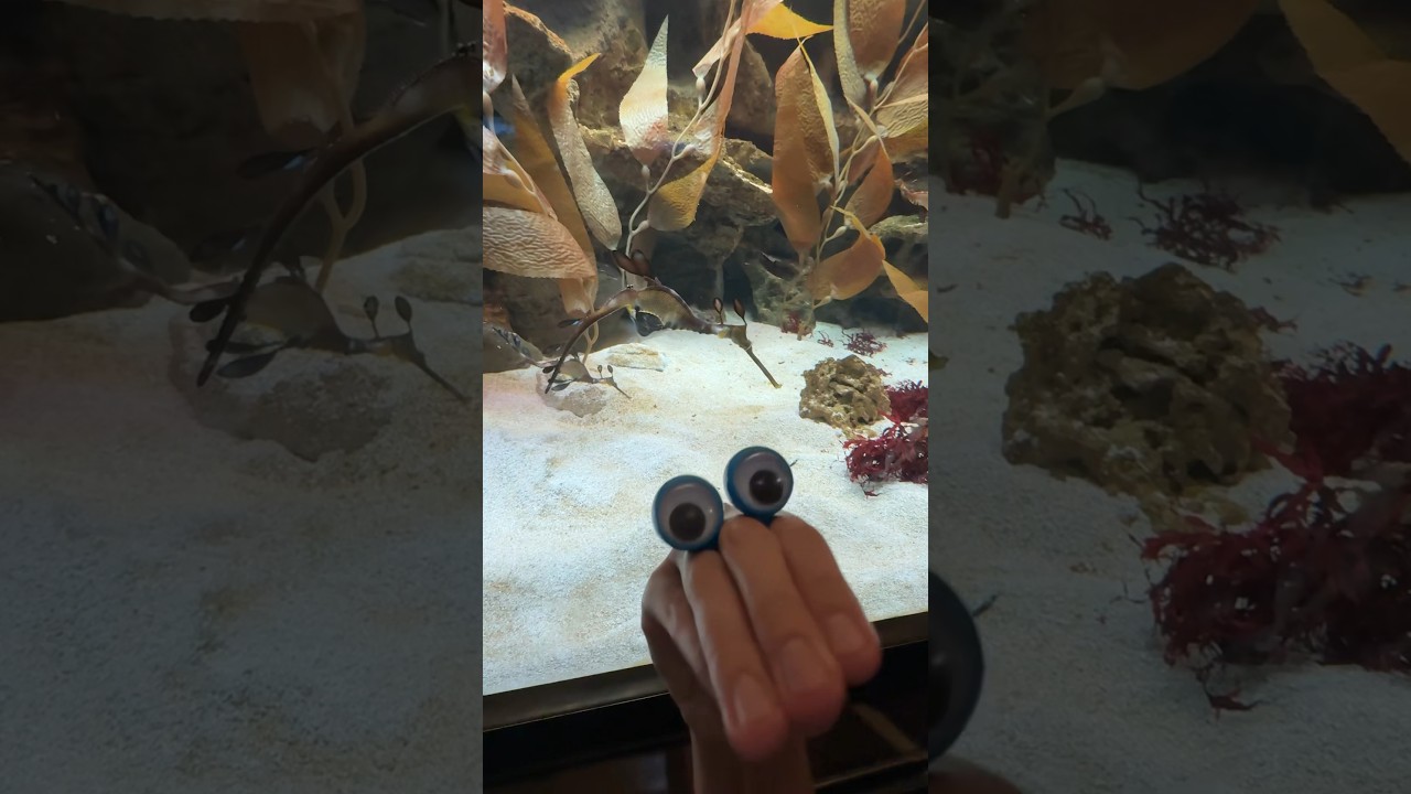 VISITING THE AQUARIUM!
