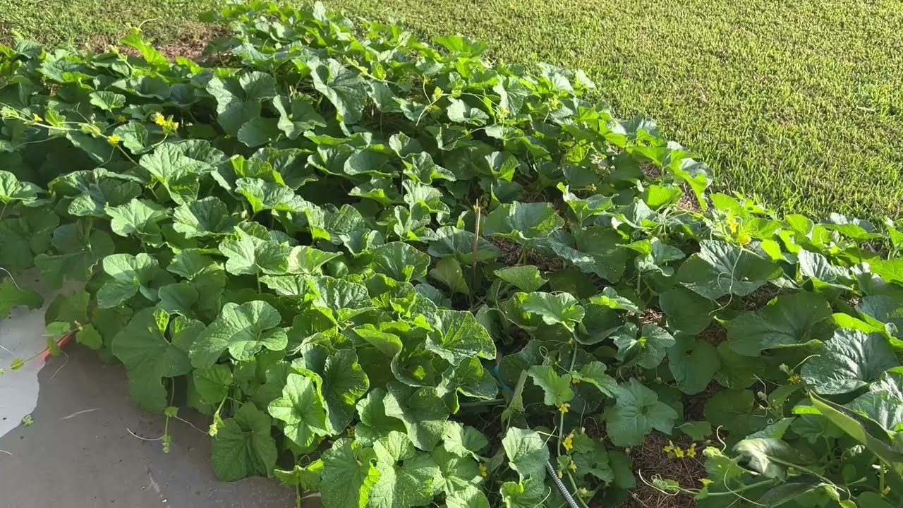 Growing Charentais melons in the heat of a Texas summer. Hint: Give them some afternoon shade!