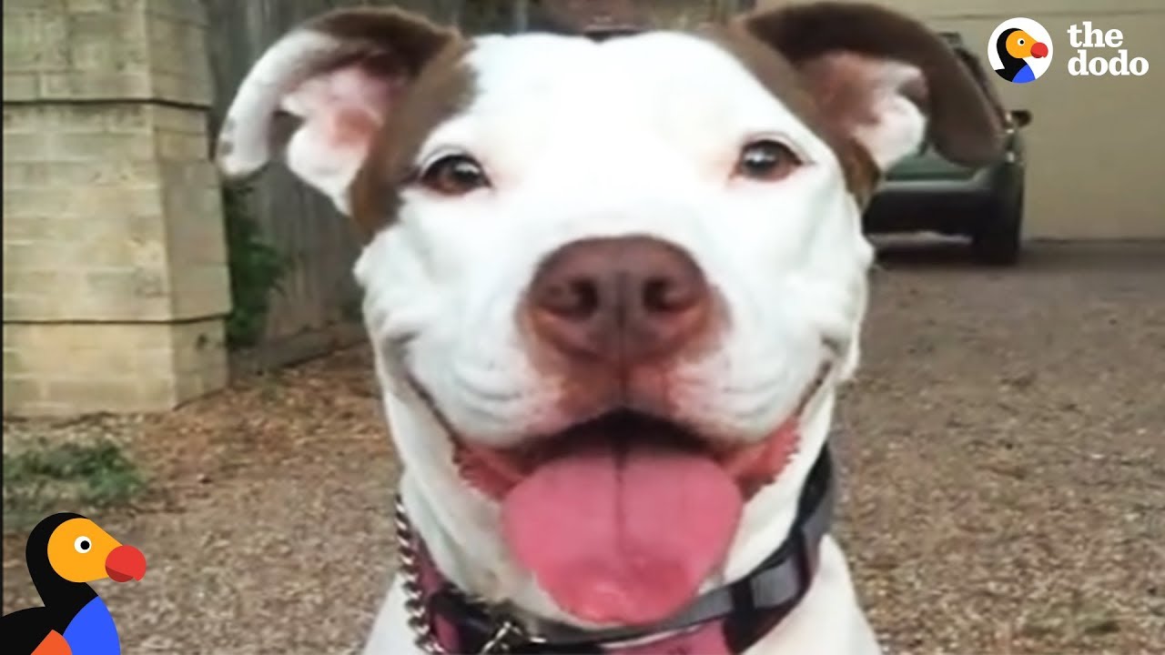 Neglected Pit Bull Dog Convinces Woman To Adopt Her | The Dodo