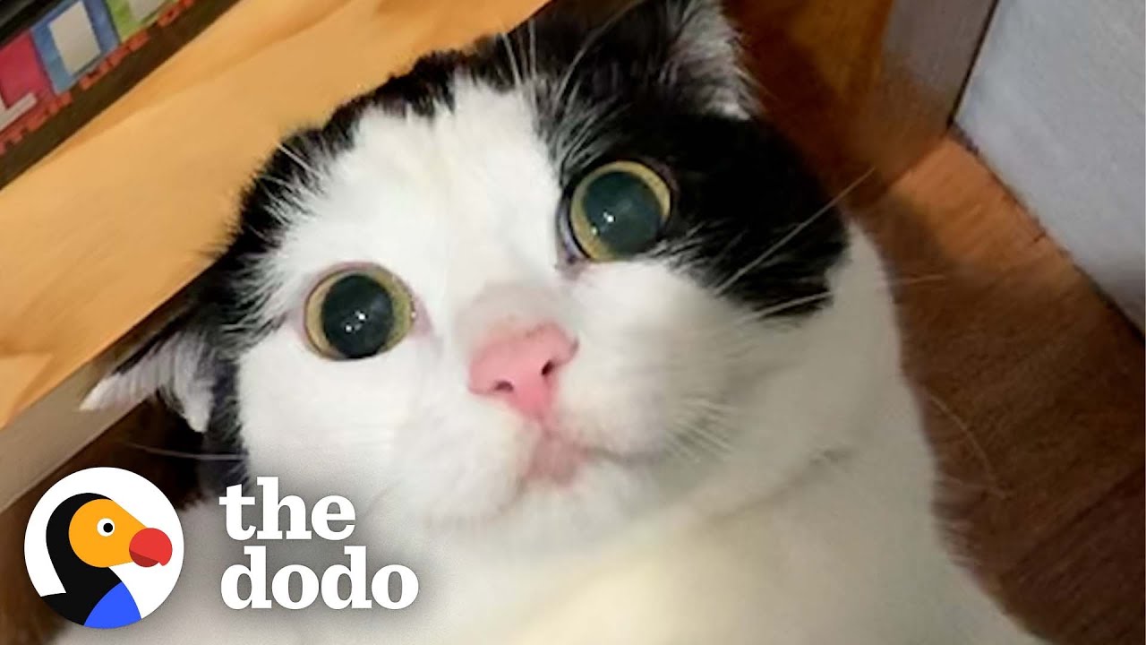 Эти шатающиеся котята обожают своих сестёр-морских свинок | The Dodo Cat Crazy